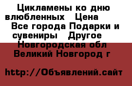 Цикламены ко дню влюбленных › Цена ­ 180 - Все города Подарки и сувениры » Другое   . Новгородская обл.,Великий Новгород г.
